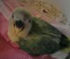 Mi pequeñin